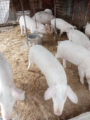 Vând purcei 70-80kg.la Voivodeni (Mures)!Negociabil - imagine 4