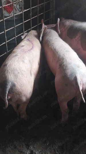 5 scrofite 35-55 kg - imagine 5