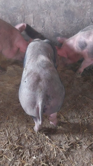 5 scrofite 35-55 kg - imagine 2