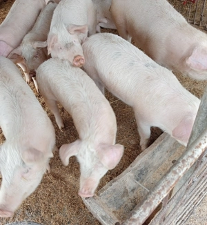 Vând purcei 70-80kg.la Voivodeni (Mures)!Negociabil