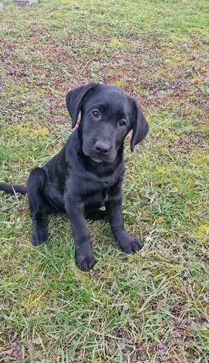 Pui Labrador - imagine 2