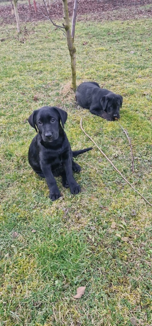 Pui Labrador - imagine 3