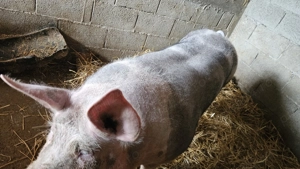 Scroafă Pietrain belgian. - imagine 4