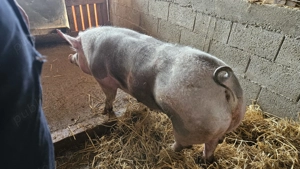 Scroafă Pietrain belgian.