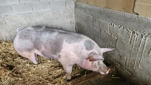 Scroafă Pietrain belgian. - imagine 3