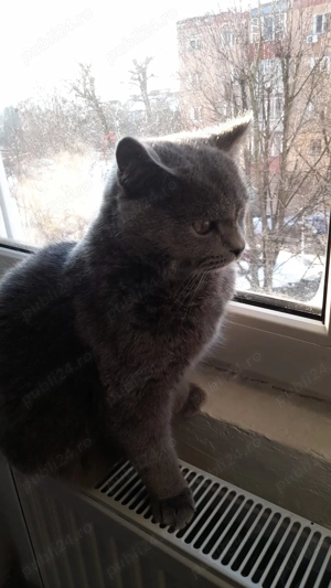 Motan British Shorthair blue - imagine 2