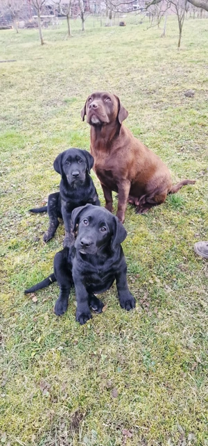 Pui Labrador - imagine 4