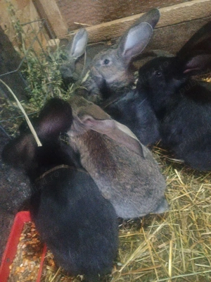 Iepurașii UG de vânzare  - imagine 3