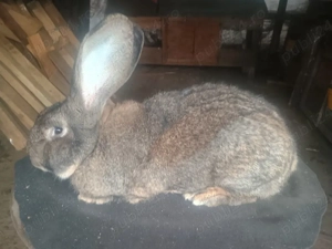 Iepurașii UG de vânzare  - imagine 2