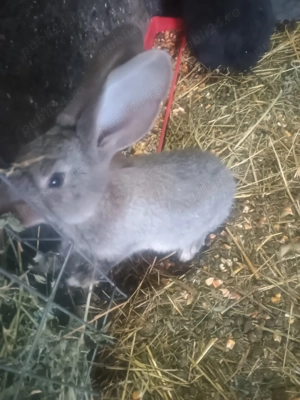 Iepurașii UG de vânzare  - imagine 5