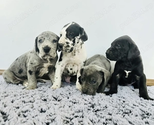 Dog German Marele Danez  - imagine 4