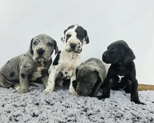 Dog German Marele Danez  - imagine 3