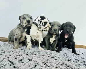 Dog German Marele Danez 