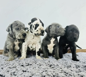 Dog German Marele Danez  - imagine 2