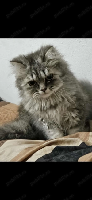 Motan Silver Shaded - imagine 3