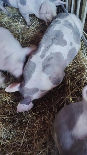 Purcei pietrean pur - imagine 2