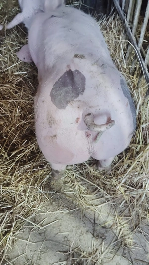 Purcei pietrean pur - imagine 3