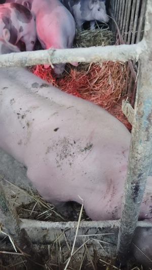 Purcei pietrean pur - imagine 4