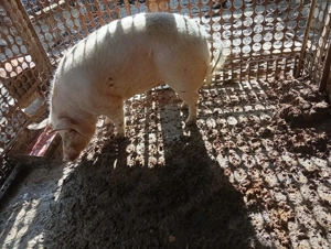 Vand porc crescut la curte - imagine 4