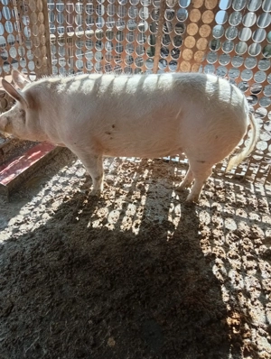 Vand porc crescut la curte