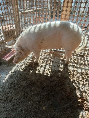 Vand porc crescut la curte - imagine 3