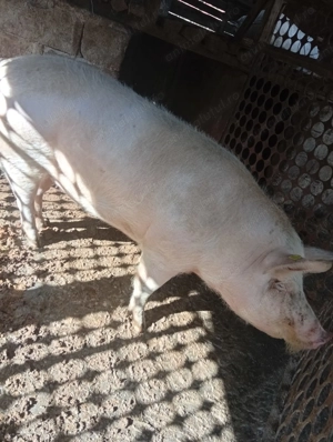 Vand porc crescut la curte - imagine 5