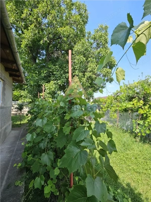 Casa solida, independenta energetic, mutare imediata, 2000 mp teren Targu Trotus - imagine 3