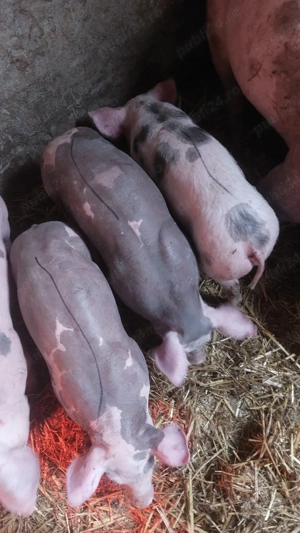 purcei de carne 8 sapt ,