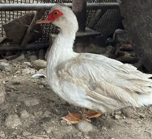 Rațe mute de vanzare  - imagine 2