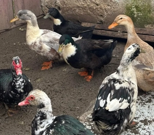 Rațe mute de vanzare  - imagine 3