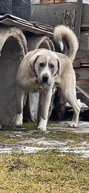 ciobanesc de asia centrala alabai - imagine 2