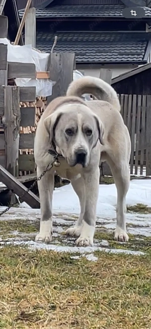 ciobanesc de asia centrala alabai - imagine 4