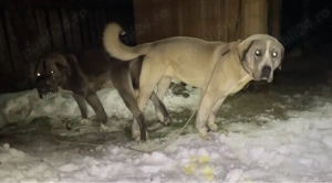 ciobanesc de asia centrala alabai - imagine 5