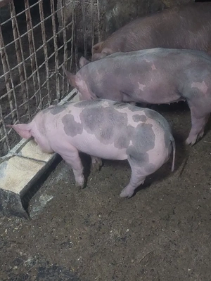 vier pietrain - imagine 4