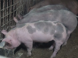 vier pietrain - imagine 2