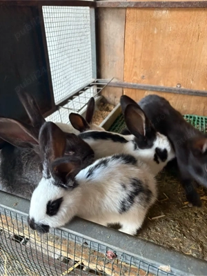 pui fluture germn  - imagine 4