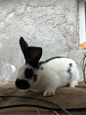 pui fluture germn  - imagine 3