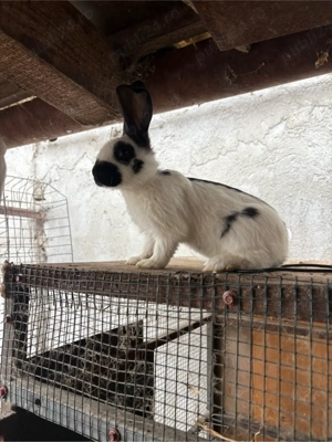 pui fluture germn  - imagine 5