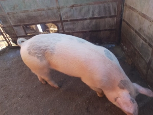 Vând scrofiță TN 70 - imagine 4