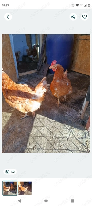 Găini Isa Brown  - imagine 2