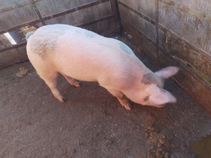 Vând scrofiță TN 70 - imagine 5