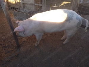 Vând scrofiță TN 70 - imagine 2