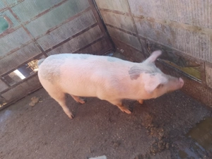 Vând scrofiță TN 70