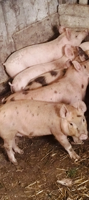 Marfă de calitate,30 kg