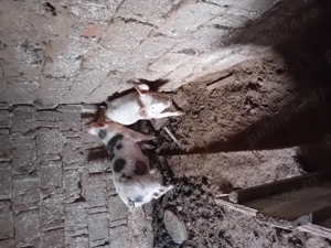 Vând 2 grasuni de 6 luni - imagine 2