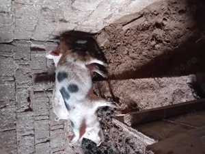 Vând 2 grasuni de 6 luni - imagine 3