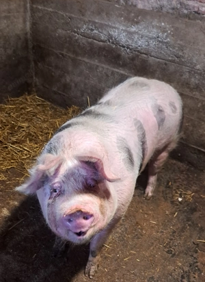 Vând porci rasa de carne 