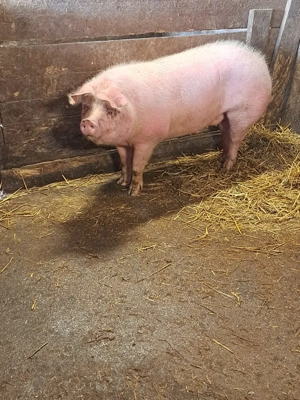 Vând porci rasa de carne  - imagine 2