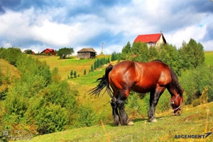 Pensiune  resedinta, in magistral peisagistic, cu 1.000 mp teren, Pestera, Brasov - imagine 14