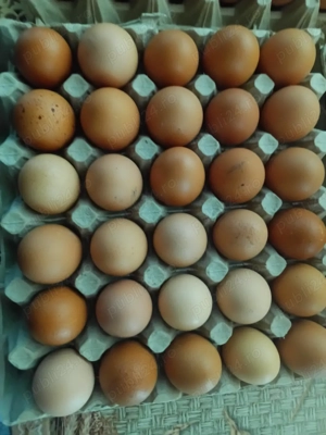 Ouă proaspete  - imagine 2